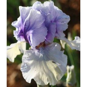 Iris 'Incantation'