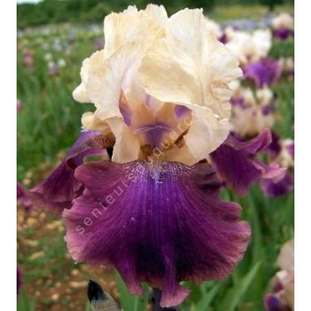 Iris 'Jazz Festival'