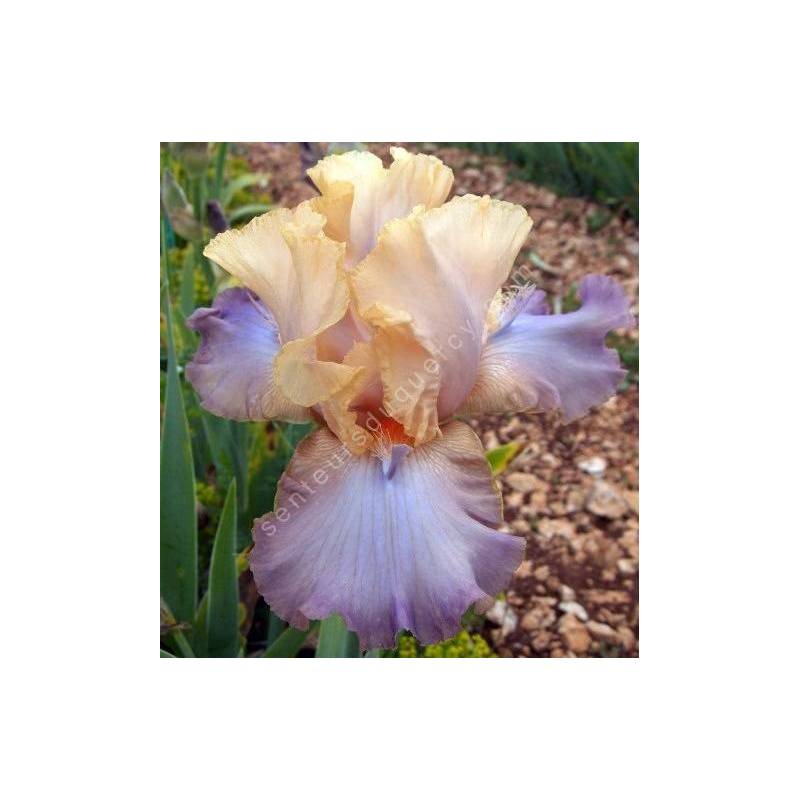 Iris 'Magic Kingdom'