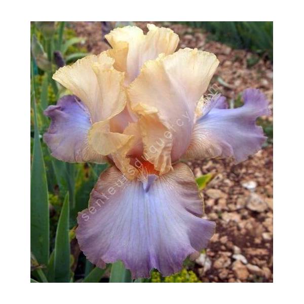 Iris 'Magic Kingdom'