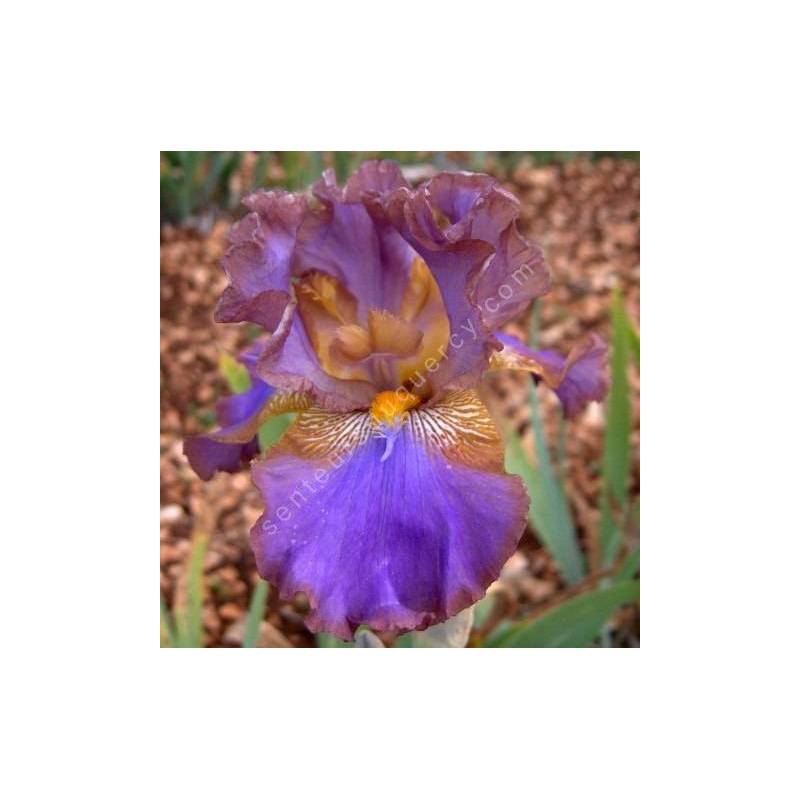 Iris 'Ostrogoth'