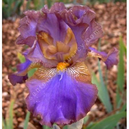 Iris 'Ostrogoth'