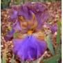 Iris 'Ostrogoth'