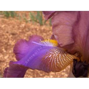 Iris 'Ostrogoth'