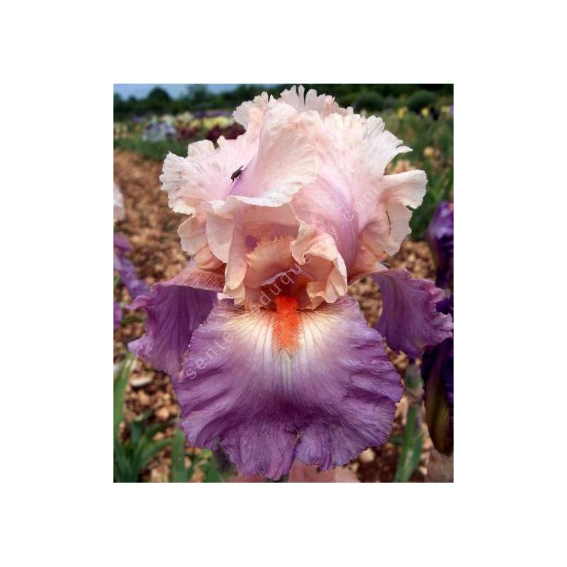 Iris 'Sweet Musette'