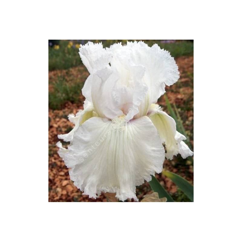 Iris 'Laced Cotton'