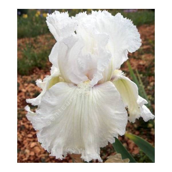 Iris 'Laced Cotton'