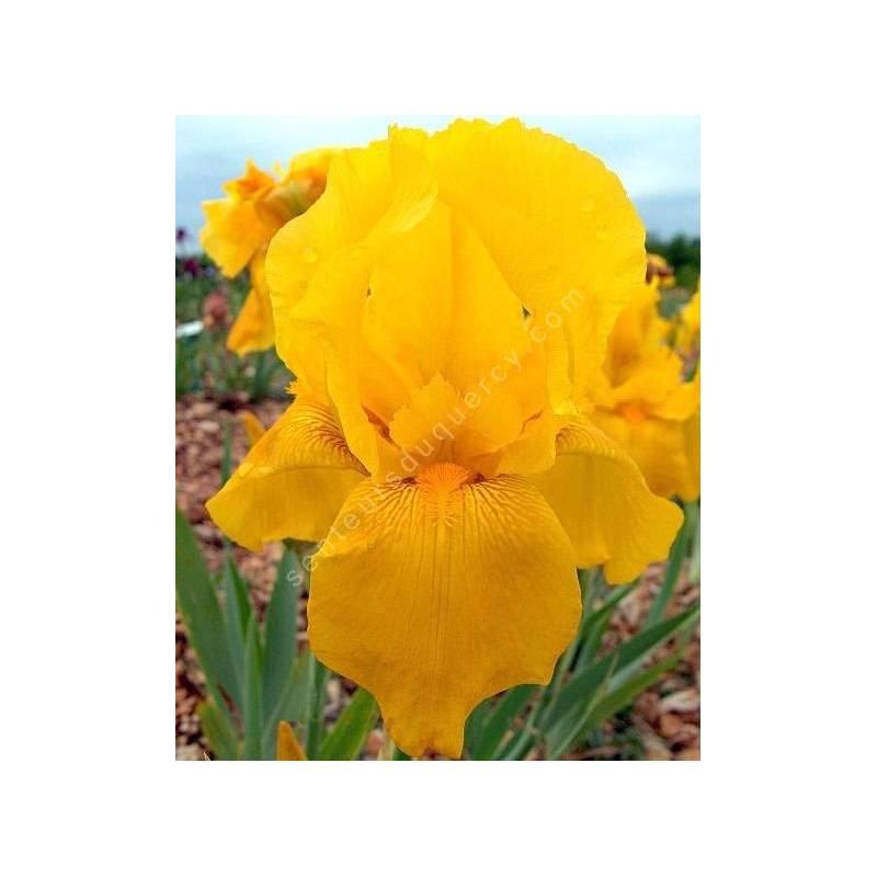 Iris 'Granada Gold'