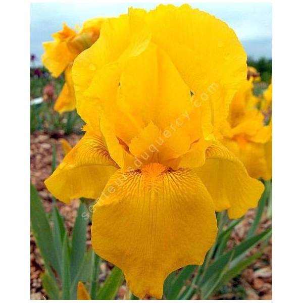 Iris 'Granada Gold'