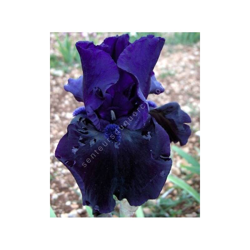 Iris 'Black Out'