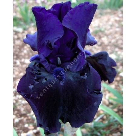 Iris 'Black Out'