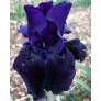 Iris 'Black Out'