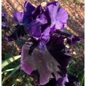 Iris 'Black Out'