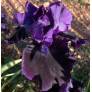 Iris 'Black Out'