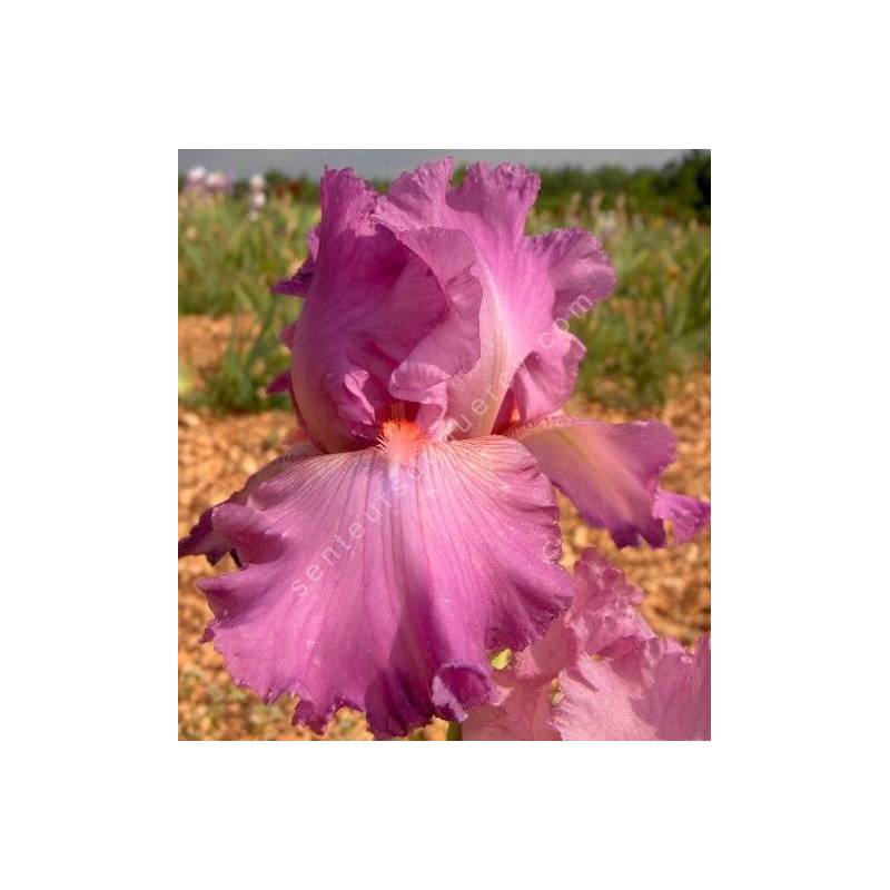 Iris 'Framboise'