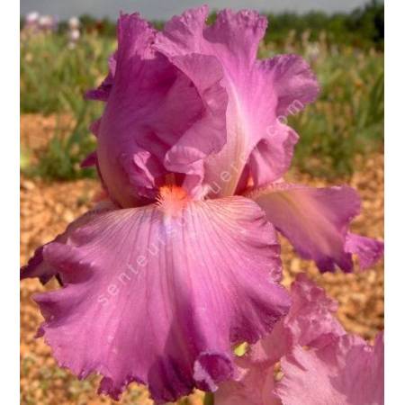 Iris 'Framboise'