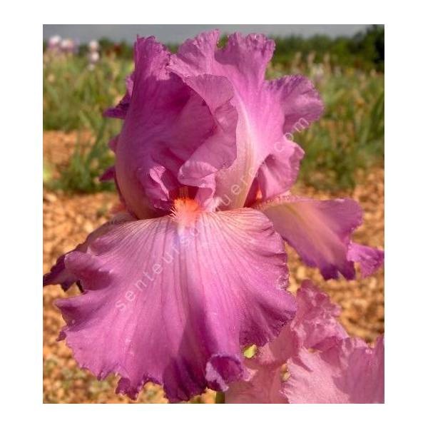 Iris 'Framboise'