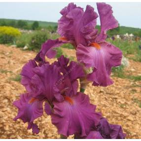 Iris 'Ever After'