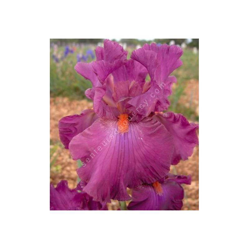 Iris 'Ever After'