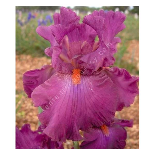 Iris 'Ever After'