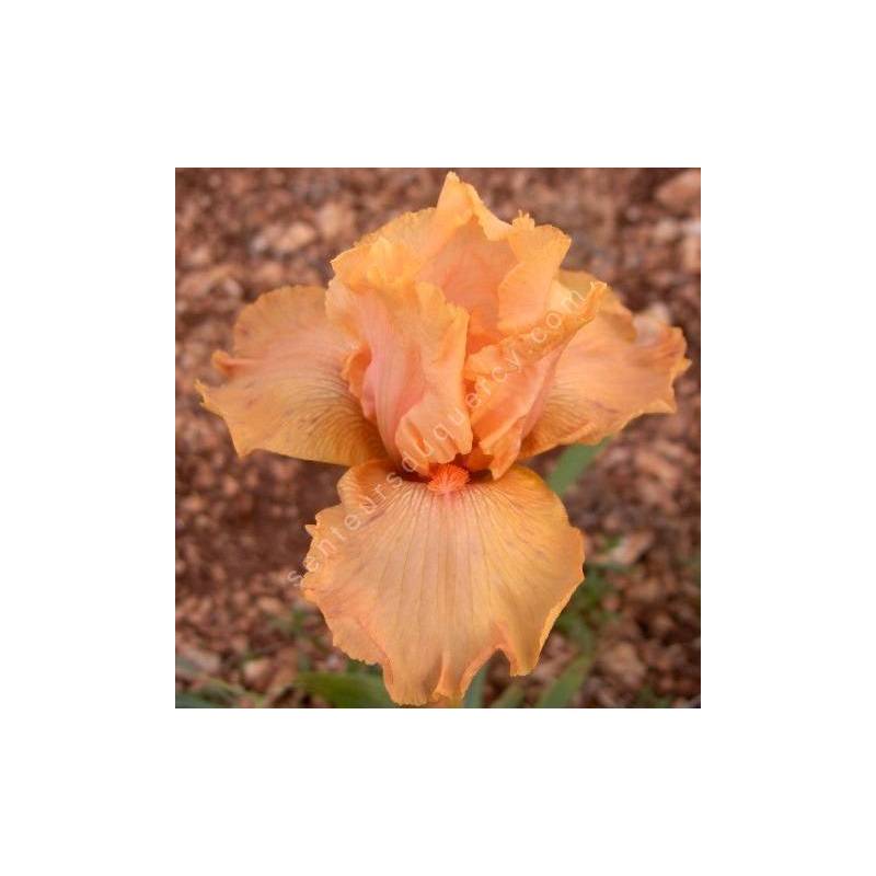 Iris 'Orange Popcicle'