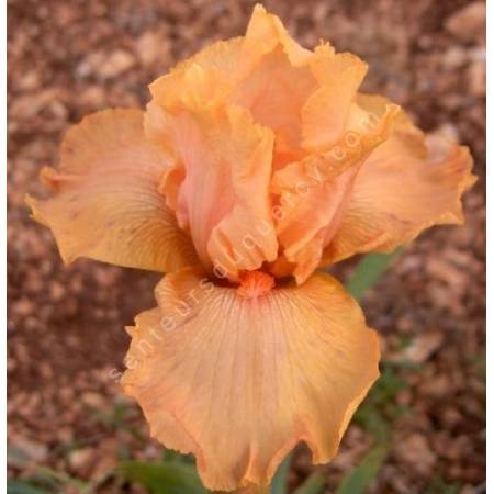 Iris 'Orange Popcicle'