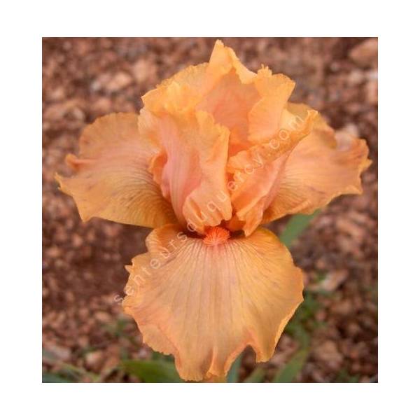 Iris 'Orange Popcicle'