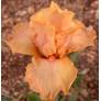 Iris 'Orange Popcicle'