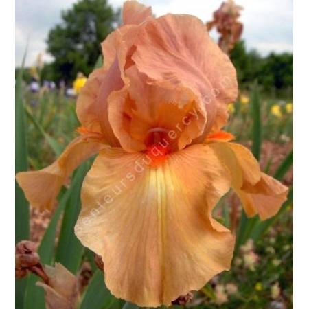 Iris 'Dutch Magic'