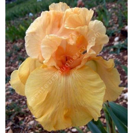 Iris 'Good Show'