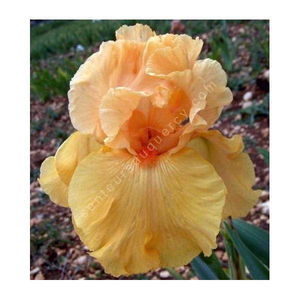 Iris 'Good Show'