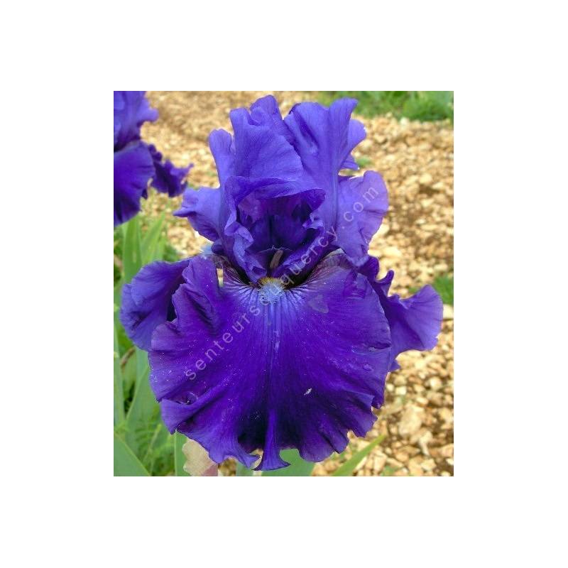 Iris 'Indigo Princess'