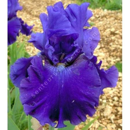 Iris 'Indigo Princess'