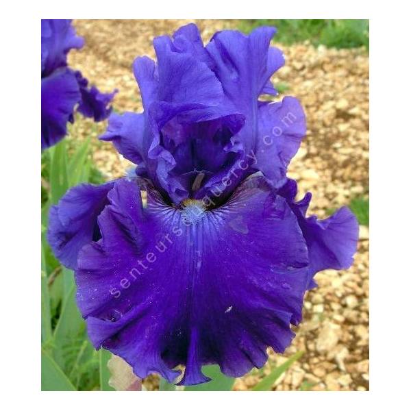 Iris 'Indigo Princess'