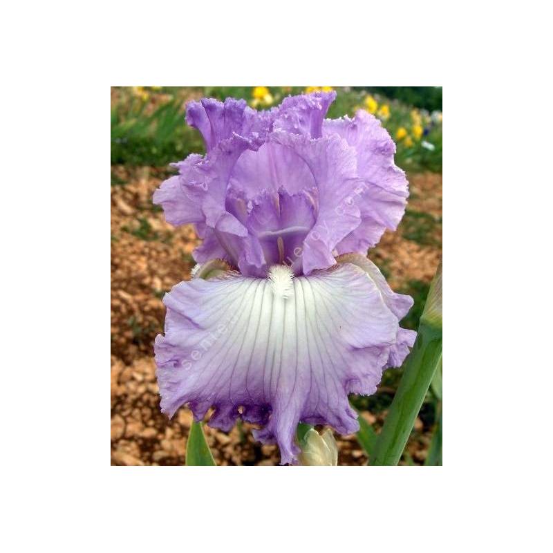 Iris 'Fabulous Frills'