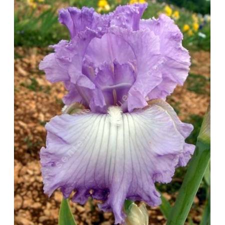 Iris 'Fabulous Frills'