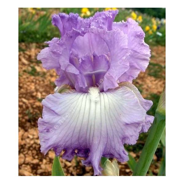 Iris 'Fabulous Frills'