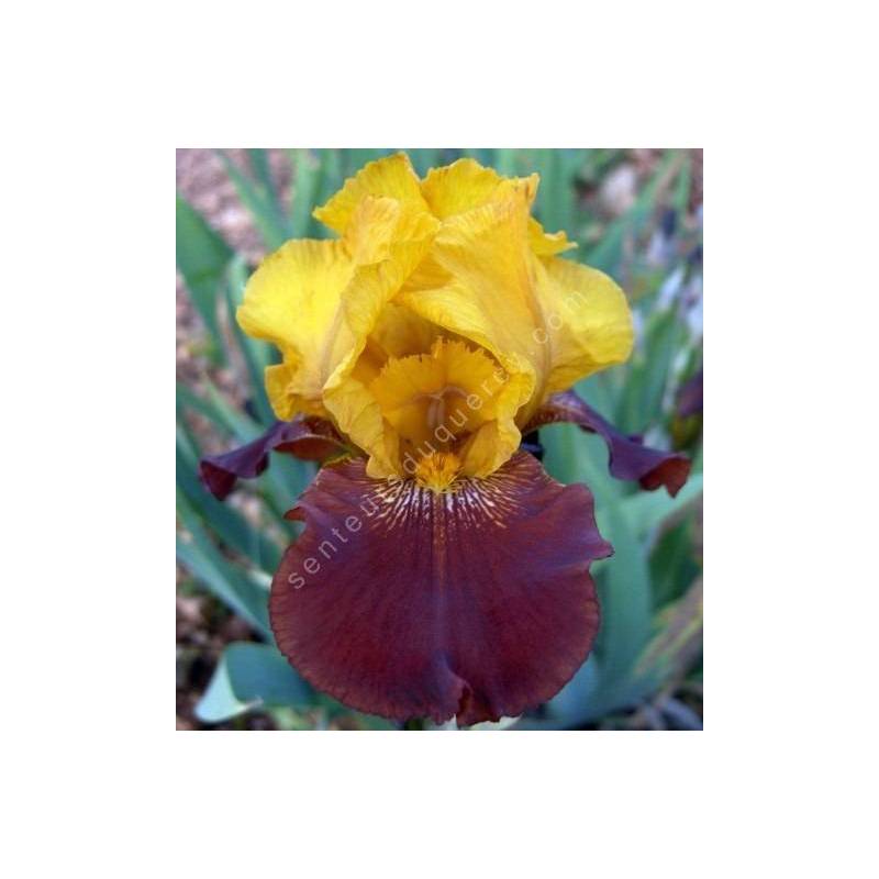 Iris 'Corbière'