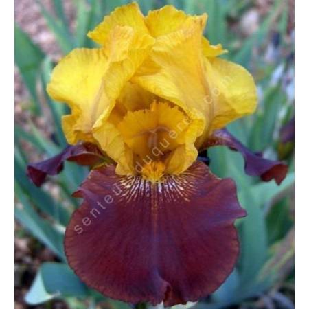 Iris 'Corbière'