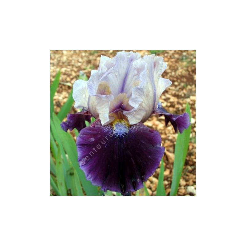 Iris 'Dream Indigo'