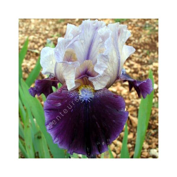 Iris 'Dream Indigo'