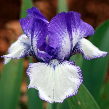 Iris 'Rare Edition'