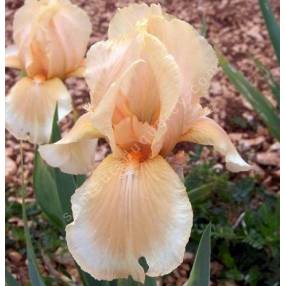 Iris 'Peachy Face'