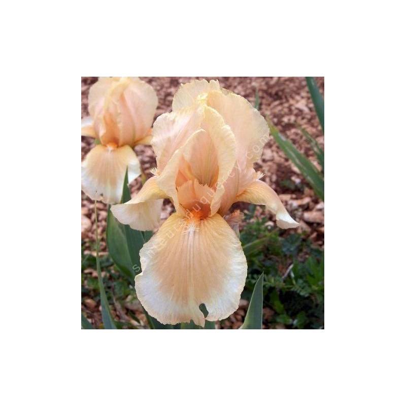 Iris 'Peachy Face'