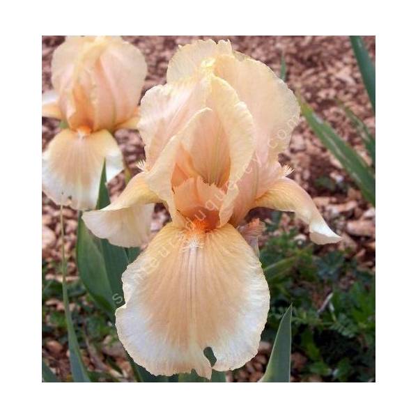 Iris 'Peachy Face'