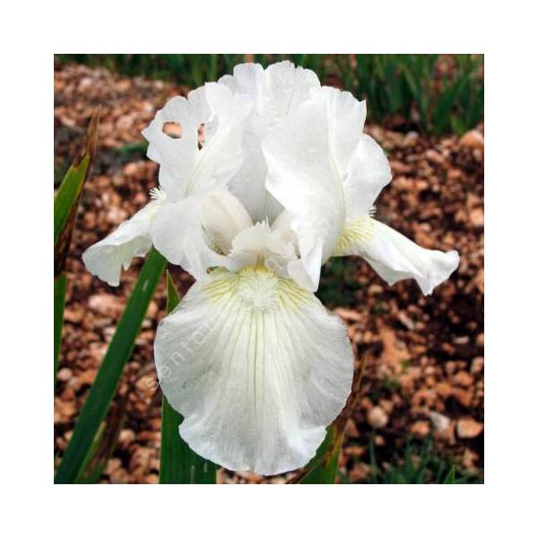 Iris 'Low Ho Silver'