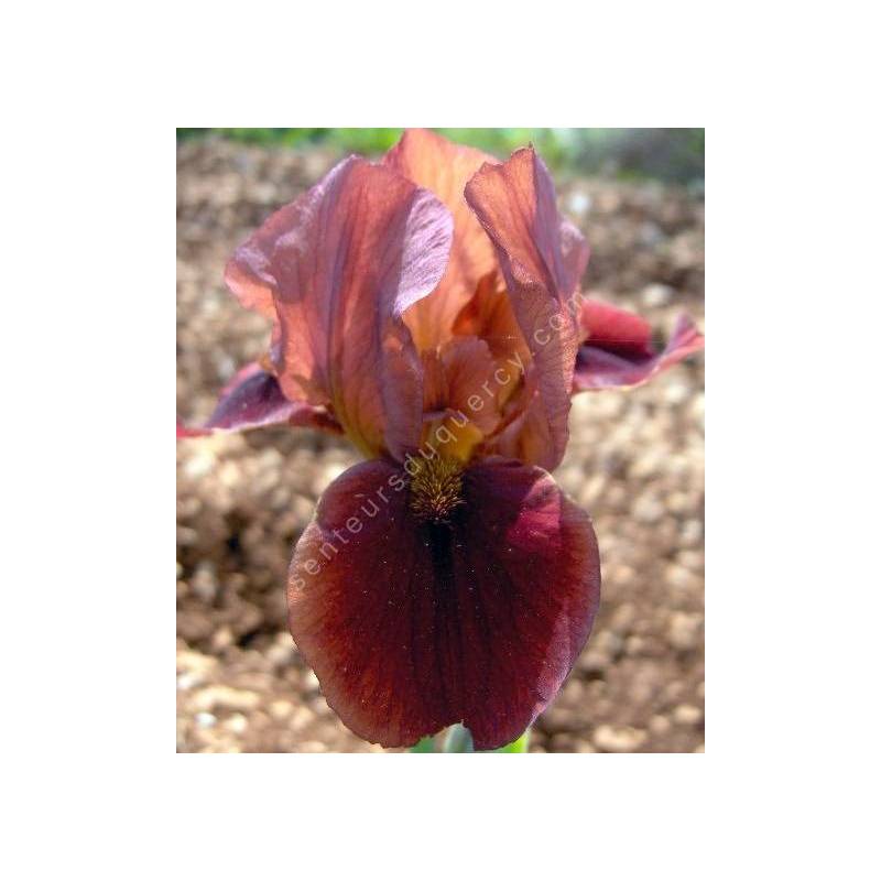 Iris 'Lover Boy'