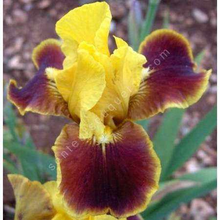 Iris 'Firebug'