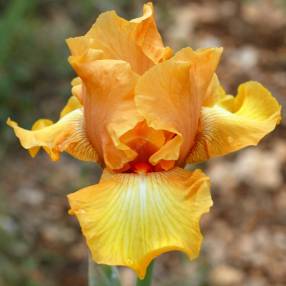 Iris 'Private Treasure'