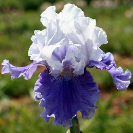 Iris 'Sierra Grande'